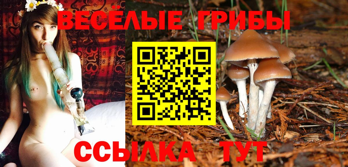 Галлюциногенные грибы прущие грибы  Вход с VPN  дарнет шоп  Павлово  Псилоцибиновые грибы Psilocybe 